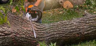 How Our Tree Care Process Works  in  Bradley, WV